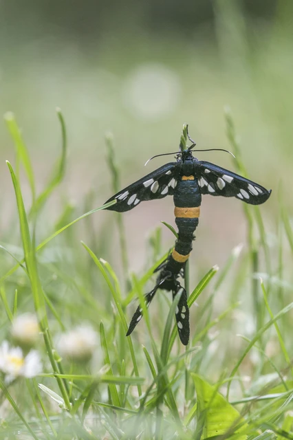 Amata phegea - fehérpettyes álcsüngőlepke