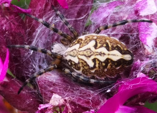Araneae - Pókok Araneae - Pókok