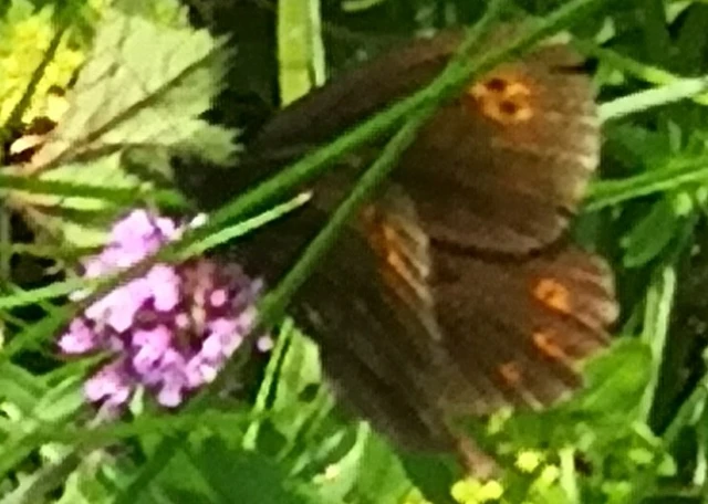 Erebia medusa - tavaszi szerecsenlepke