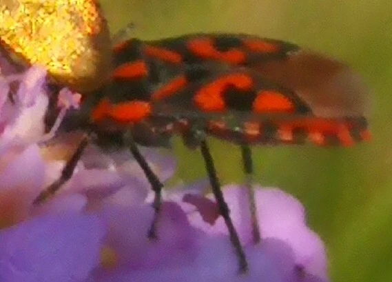 Spilostethus saxatilis - virágbodobács