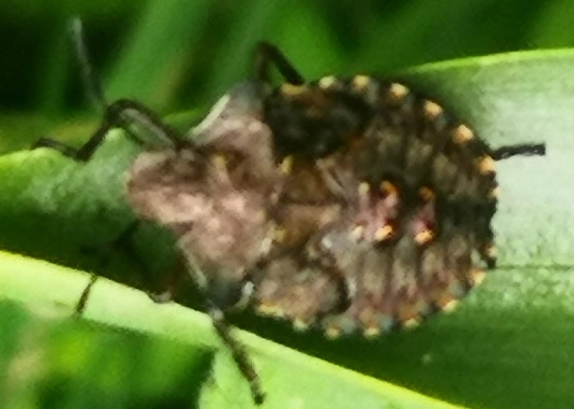 Pentatoma rufipes - vöröslábú címerespoloska Pentatoma rufipes - vöröslábú címerespoloska