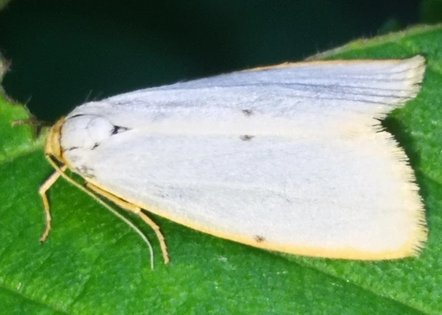 Cybosia mesomella - csontszínű molyszövő