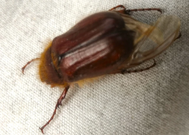 Holochelus vernus - tavaszi cserebogár
