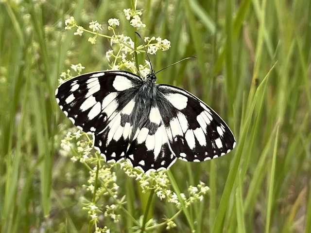 Melanargia galathea - sakktáblalepke
