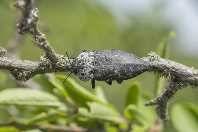Capnodis tenebrionis - kökény-tükrösdíszbogár