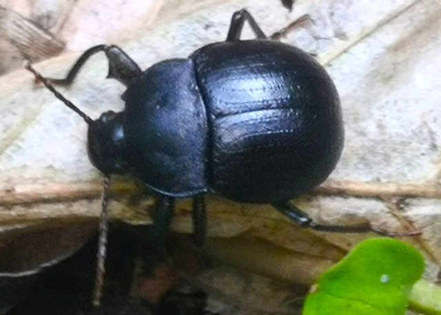 Accanthopus velikensis