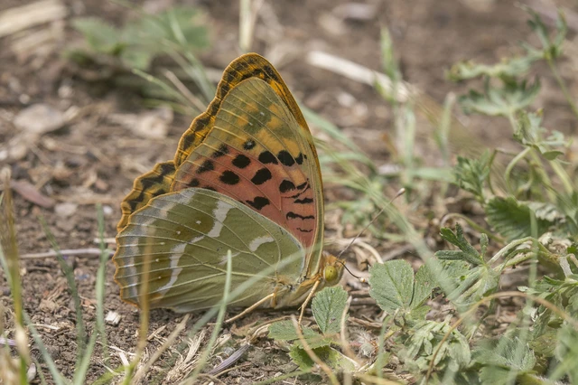 Argynnis pandora - zöldes gyöngyházlepke