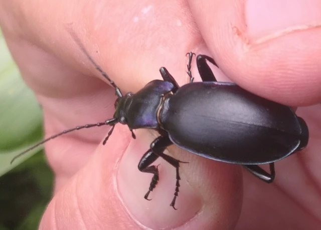 Carabus violaceus - kékfutrinka Carabus violaceus - kékfutrinka