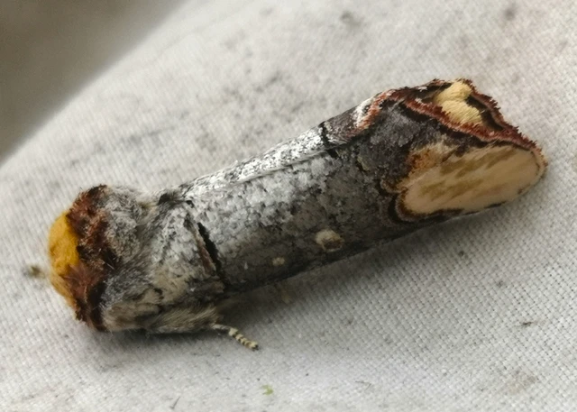 Phalera bucephala - sárgafoltos púposszövő
