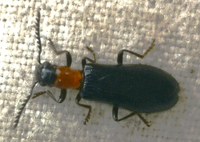 Tillus elongatus - fekete szúfarkas