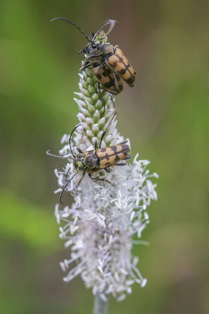 Pachytodes erraticus - rajzos virágcincér