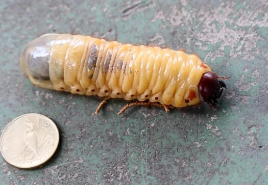Oryctes nasicornis - orrszarvú bogár