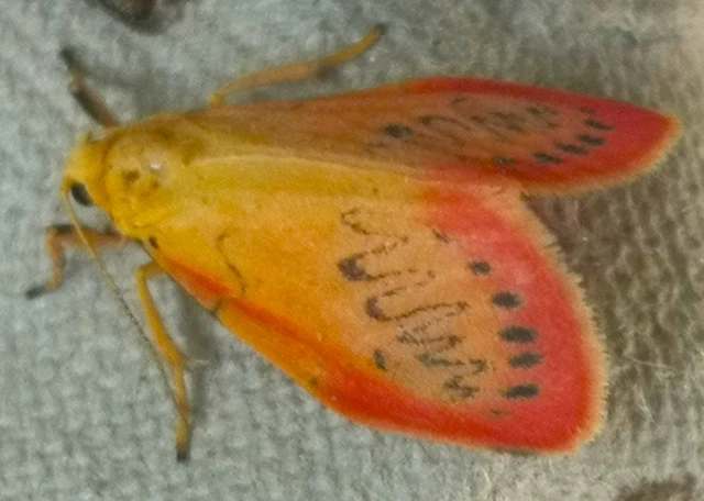 Miltochrista miniata - piros medvelepke