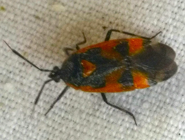 Deraeocoris trifasciatus - nagy mezeipoloska