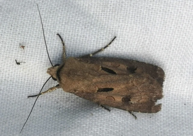 Agrotis exclamationis - felkiáltójeles földibagoly