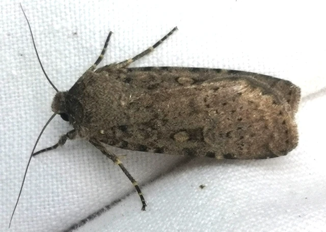 Rhyacia simulans - hamvas földibagoly
