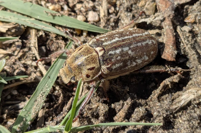 Anoxia orientalis - keleti cserebogár
