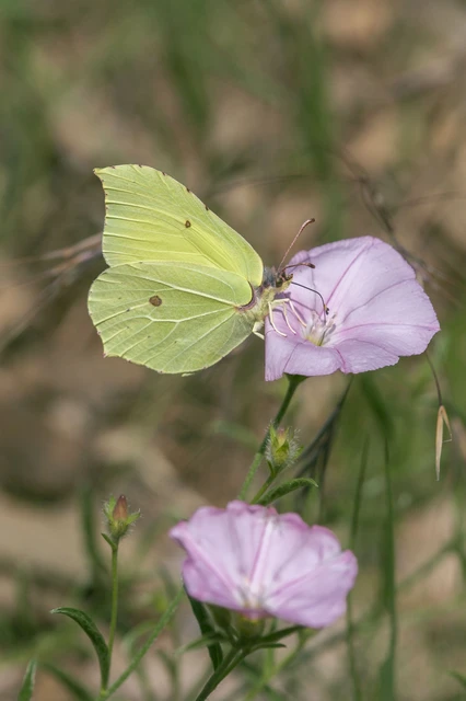 Gonepteryx rhamni - citromlepke