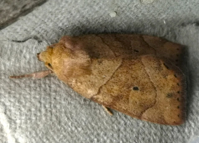 Cosmia trapezina - közönséges lombbagoly