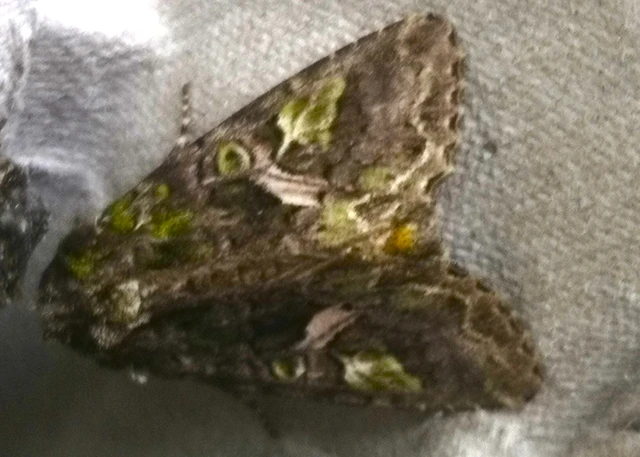 Trachea atriplicis - nyári zöldbagoly