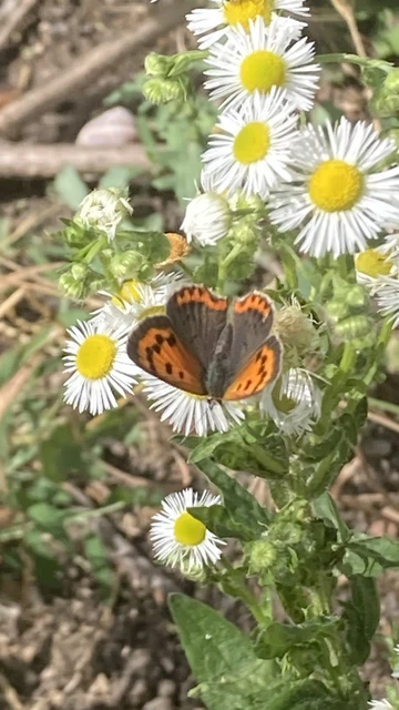 Lycaena phlaeas - közönséges tűzlepke Lycaena phlaeas - közönséges tűzlepke