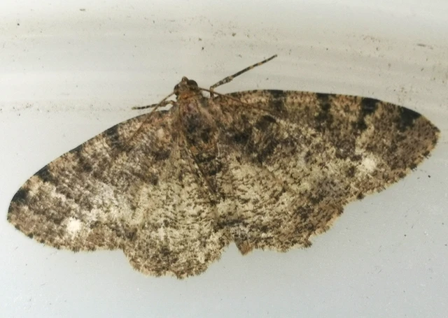 Parectropis similaria - barna zuzmóaraszoló