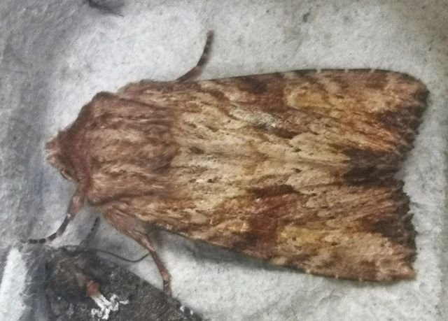 Apamea sublustris - sárgás dudvabagoly