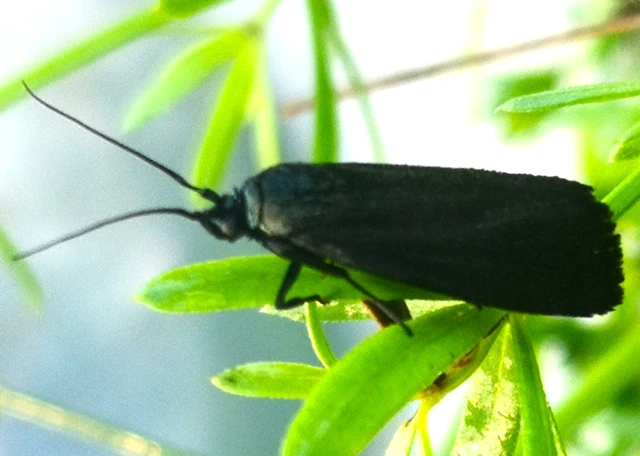 Catastia marginea - fekete karcsúmoly