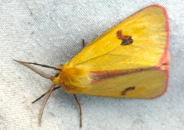 Diacrisia sannio - vörösszélű medvelepke