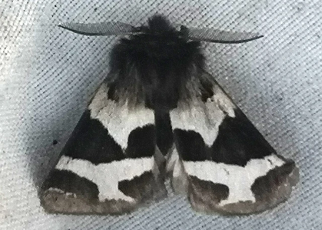 Watsonarctia deserta - tarka medvelepke