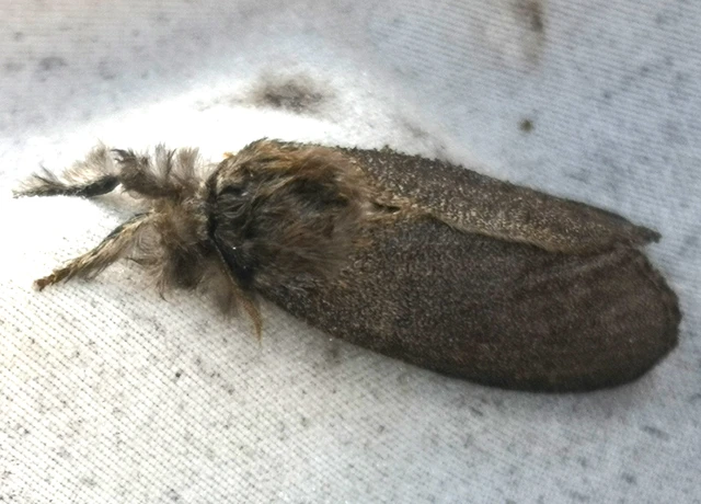 Calliteara pudibunda - hamvasszövő