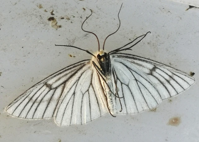 Siona lineata - vonalas fehéraraszoló