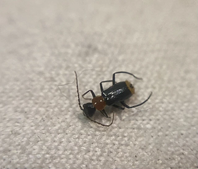 Axinotarsus ruficollis - vöröstorú bibircsesbogár