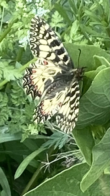 Zerynthia polyxena - farkasalmalepke