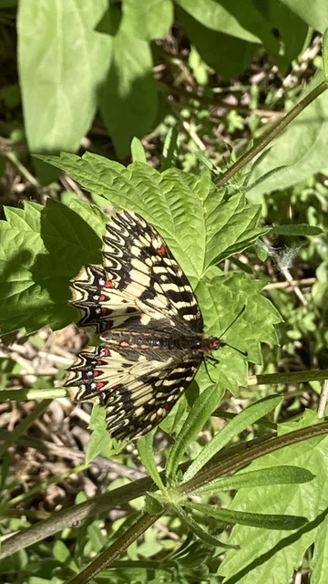 Zerynthia polyxena - farkasalmalepke