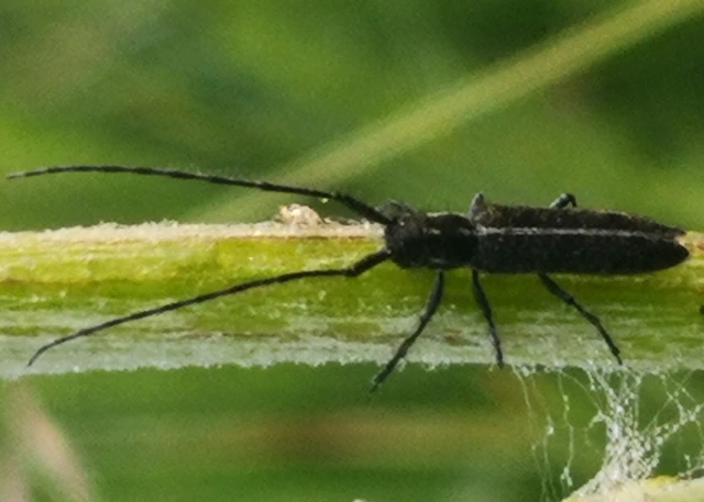 Agapanthia cardui - sávos bogáncscincér
