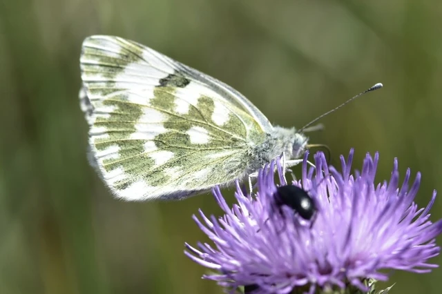 Pontia edusa - rezedalepke