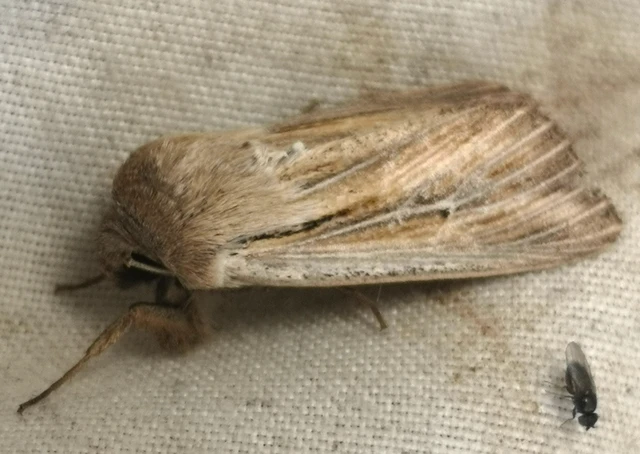 Leucania comma - vesszős rétibagoly