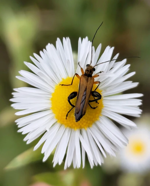 Oedemera podagrariae - székfű-álcincér