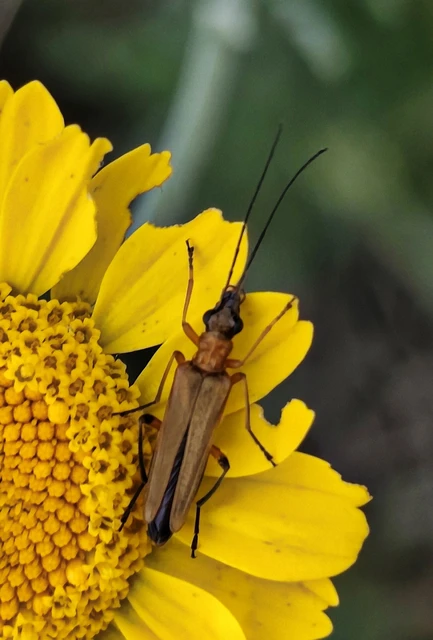 Oedemera podagrariae - székfű-álcincér