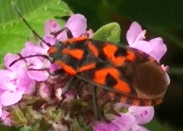 Spilostethus saxatilis - virágbodobács