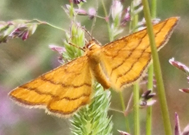 Idaea aureolaria - aranyos sávosaraszoló