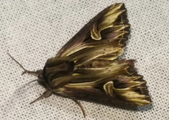Actinotia polyodon - nagy sugarasbagoly