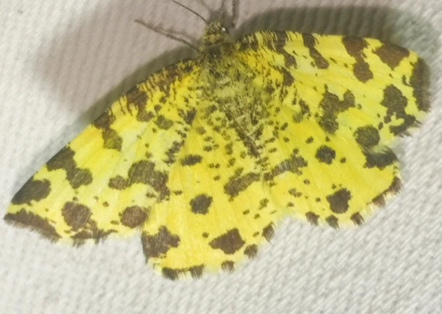 Pseudopanthera macularia - párducfoltos araszoló