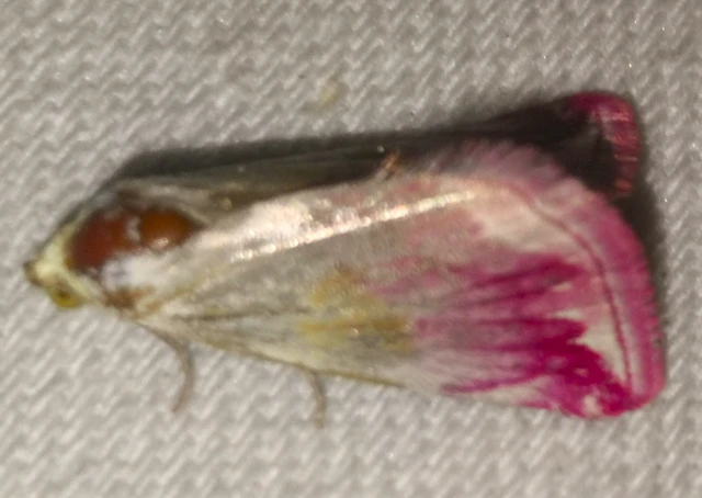 Eublemma purpurina - bíboros törpebagoly