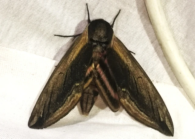 Sphinx ligustri - fagyalszender