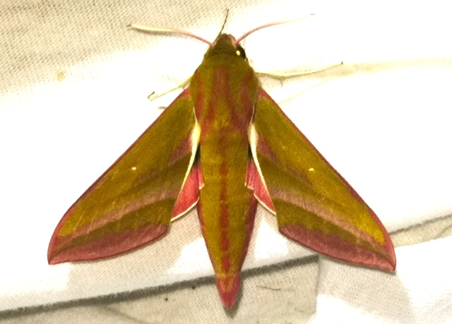 Deilephila elpenor - szőlőszender