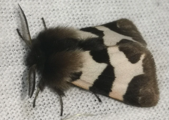 Watsonarctia deserta - tarka medvelepke