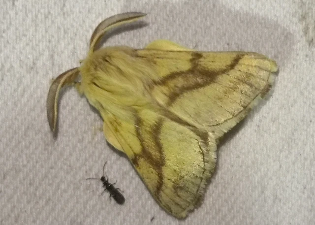 Malacosoma castrensis - kutyatejszövő