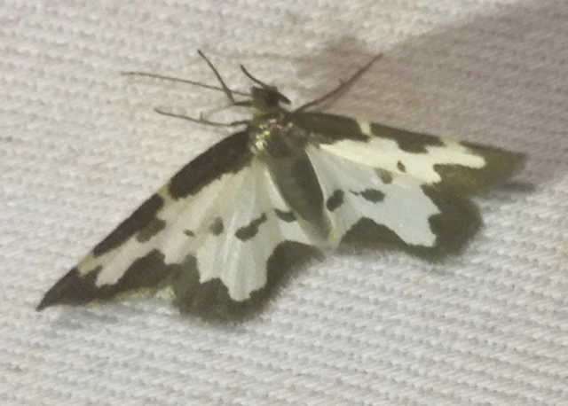 Lomaspilis marginata - szegélyes nyárfaaraszoló